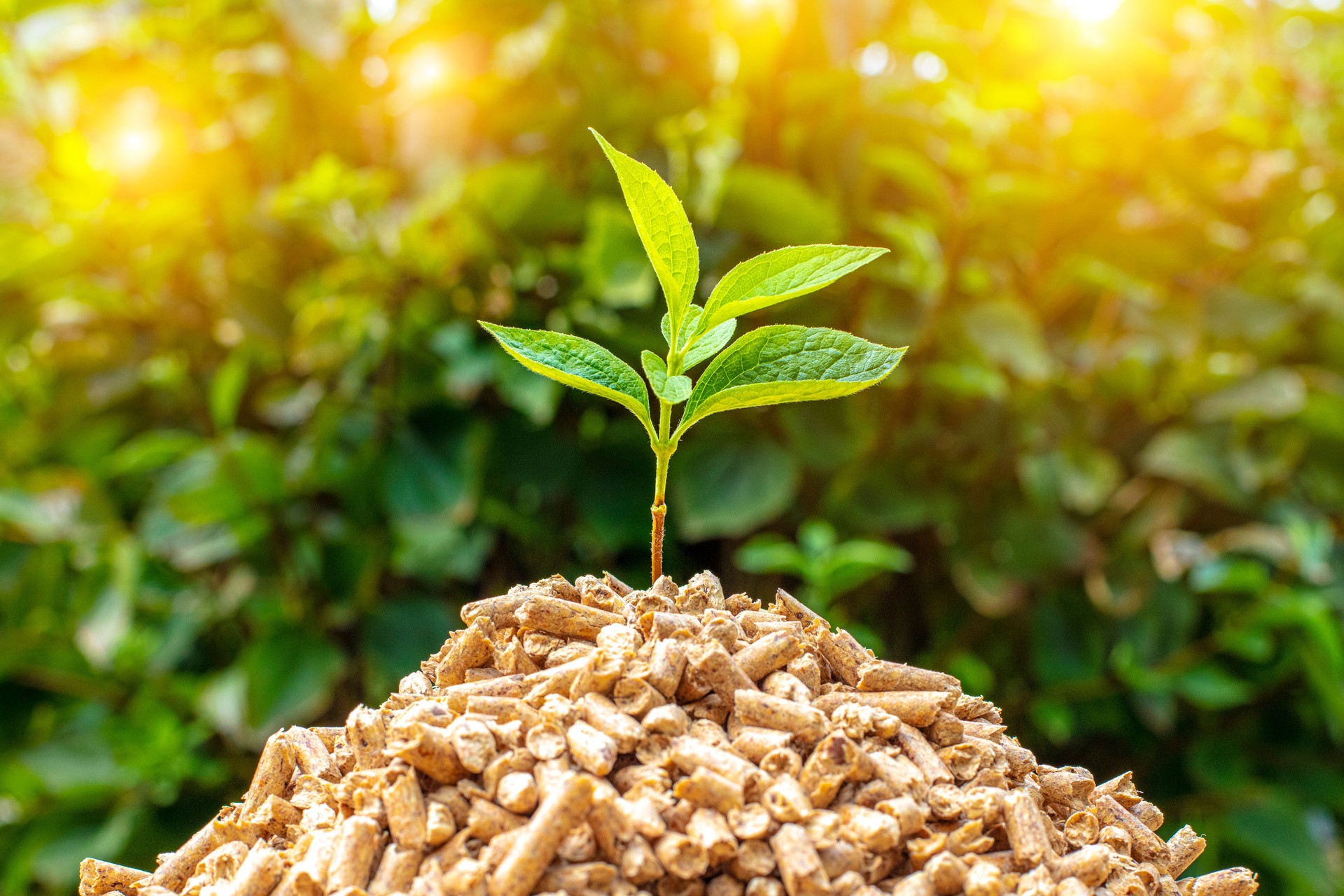 small pile of wood pellets with on top of green leaves.